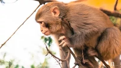 鼎博·(中国游)有限公司官网